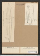 Amphiprora lepidoptera var. samaensis Grun. (de-Toni-Nr.: Genus 29, Species 1907) Zeichnungen Sammlung Grunow Nr. 2517 (NHMW-BOT-W0369685)
